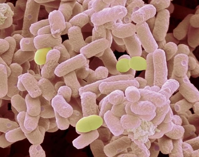 细胞培养抗生素